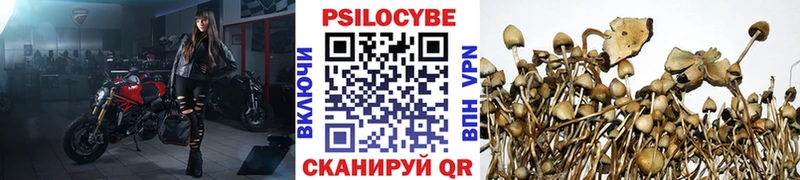 Галлюциногенные грибы Cubensis  Кедровый 